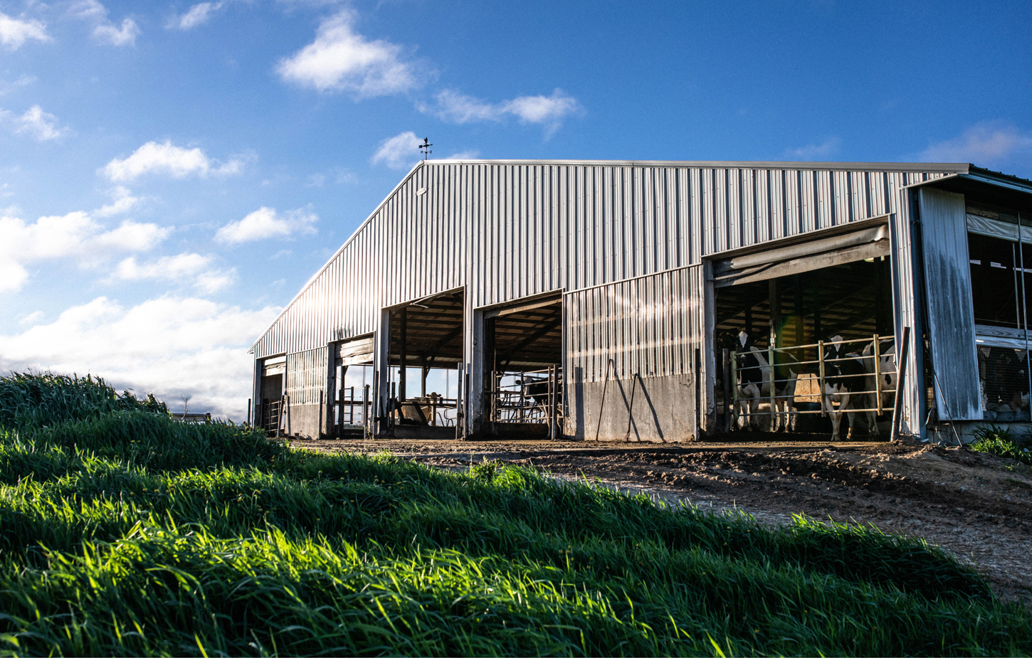 Cow Barn