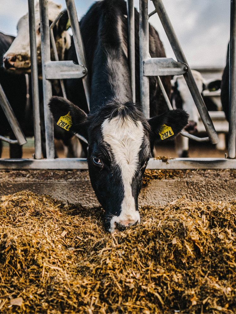Cows Eating