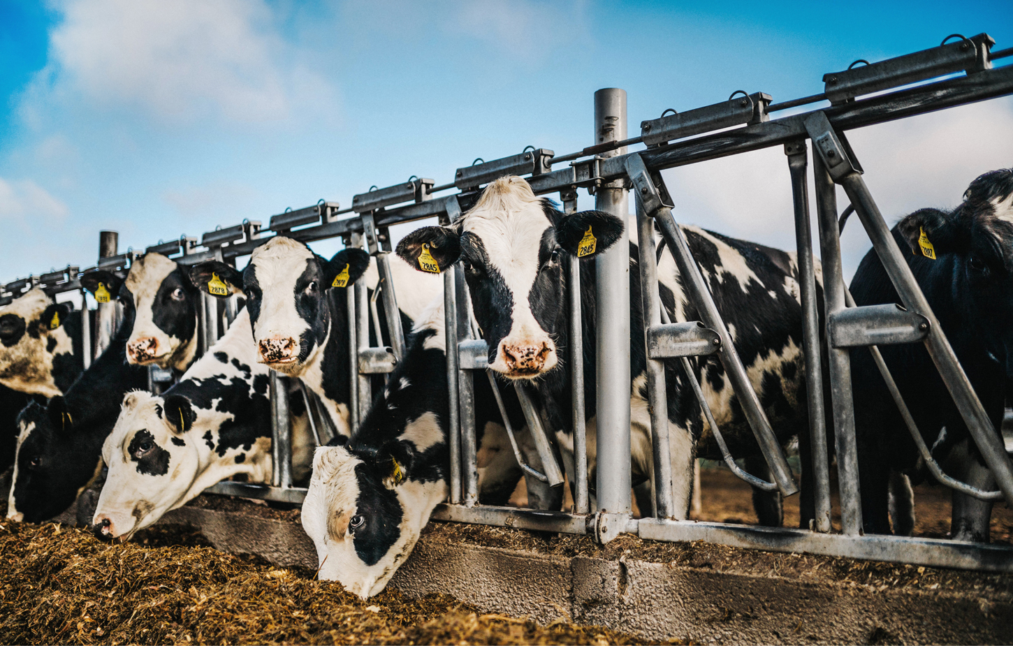 More Cows Eating
